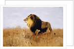 Lion Watching for Prey by Wilhelm Kuhnert