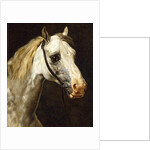 Head of a Piebald Horse by Theodore Gericault