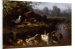 Ducks and Ducklings in a Stream by Carl Jutz