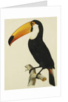 The Toco Toco Toucan by Jacques Barraband