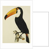 The Toco Toco Toucan by Jacques Barraband