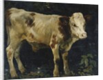 A Bull Calf, 1876 by Christian Eriksen Skredsvig