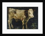 A Bull Calf, 1876 by Christian Eriksen Skredsvig