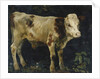 A Bull Calf, 1876 by Christian Eriksen Skredsvig