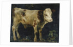 A Bull Calf, 1876 by Christian Eriksen Skredsvig