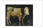 A Bull Calf, 1876 by Christian Eriksen Skredsvig