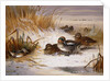 Mallard Widgeon and Snipe at the Edge of a Pool in Winter, 1898 by Archibald Thorburn