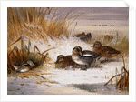Mallard Widgeon and Snipe at the Edge of a Pool in Winter, 1898 by Archibald Thorburn
