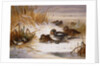 Mallard Widgeon and Snipe at the Edge of a Pool in Winter, 1898 by Archibald Thorburn