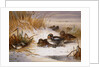 Mallard Widgeon and Snipe at the Edge of a Pool in Winter, 1898 by Archibald Thorburn