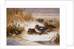 Mallard Widgeon and Snipe at the Edge of a Pool in Winter, 1898 by Archibald Thorburn