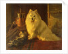 Best of Friends by Wright Barker