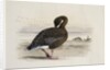 A Pink-Footed Goose by Archibald Thorburn