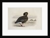 A Pink-Footed Goose by Archibald Thorburn