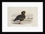 A Pink-Footed Goose by Archibald Thorburn