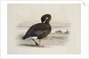 A Pink-Footed Goose by Archibald Thorburn