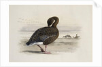 A Pink-Footed Goose by Archibald Thorburn