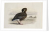 A Pink-Footed Goose by Archibald Thorburn
