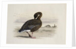 A Pink-Footed Goose by Archibald Thorburn