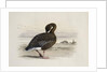 A Pink-Footed Goose by Archibald Thorburn