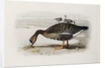 A White-Fronted Goose by Archibald Thorburn
