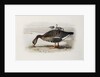 A White-Fronted Goose by Archibald Thorburn