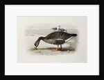 A White-Fronted Goose by Archibald Thorburn