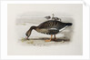 A White-Fronted Goose by Archibald Thorburn