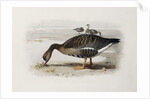 A White-Fronted Goose by Archibald Thorburn