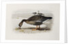 A White-Fronted Goose by Archibald Thorburn