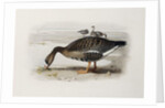 A White-Fronted Goose by Archibald Thorburn