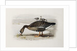 A White-Fronted Goose by Archibald Thorburn