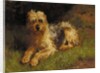 Soft Coated Wheaten Terrier by Alfred Duke