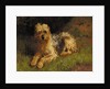 Soft Coated Wheaten Terrier by Alfred Duke
