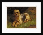 Soft Coated Wheaten Terrier by Alfred Duke