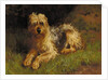 Soft Coated Wheaten Terrier by Alfred Duke