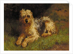 Soft Coated Wheaten Terrier by Alfred Duke
