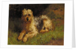 Soft Coated Wheaten Terrier by Alfred Duke