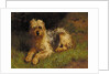Soft Coated Wheaten Terrier by Alfred Duke