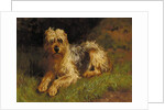 Soft Coated Wheaten Terrier by Alfred Duke