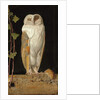 The White Owl: 'Alone and warming his five wits, the white owl in the belfry sits', 1856 by William J. Webbe