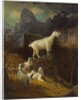 Rocky Mountain Goats, c.1885 by Albert Bierstadt