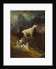 Rocky Mountain Goats, c.1885 by Albert Bierstadt