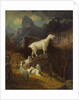 Rocky Mountain Goats, c.1885 by Albert Bierstadt