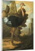 An Ostrich by Francis Barlow
