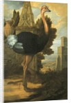 An Ostrich by Francis Barlow