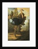 An Ostrich by Francis Barlow