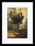 An Ostrich by Francis Barlow