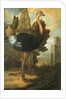 An Ostrich by Francis Barlow
