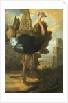 An Ostrich by Francis Barlow